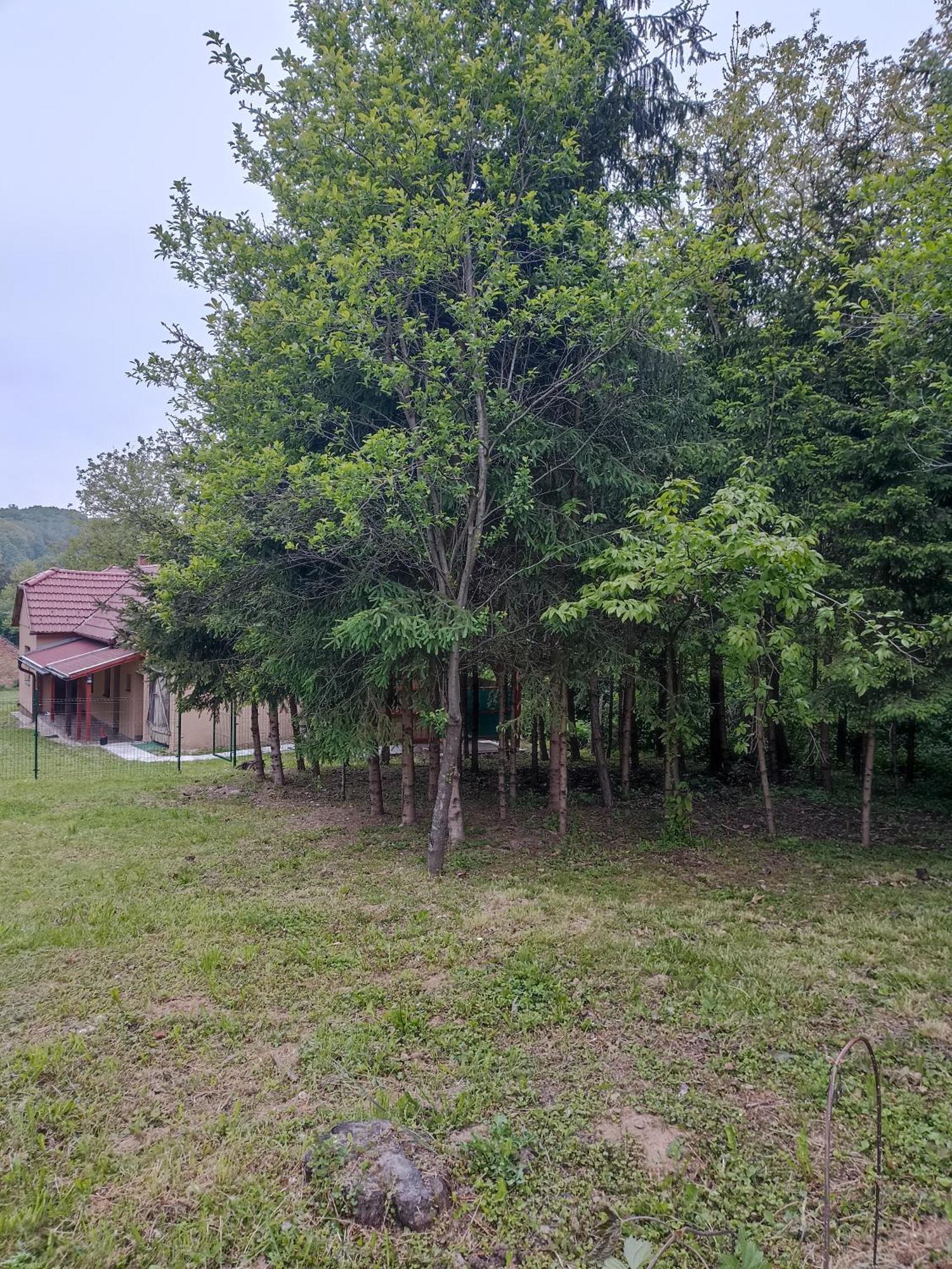 Orsegi Kucko *